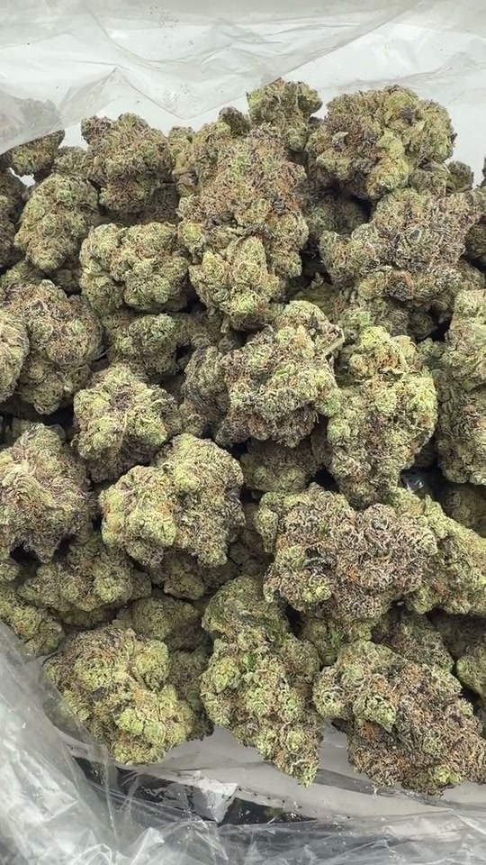 Product visual for Jokers X Gelato 41