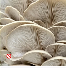 Mushroom closeup